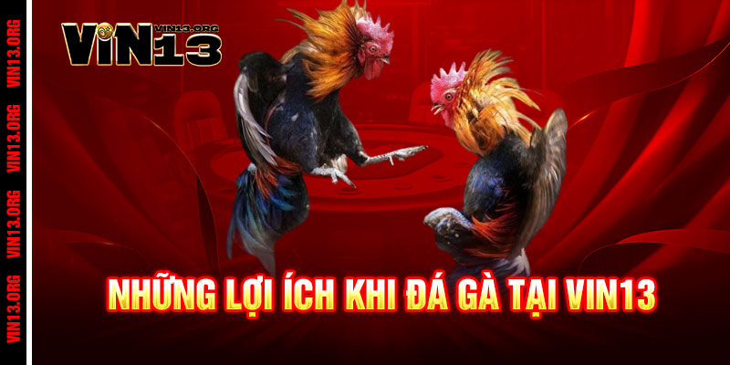 Đá Gà Vin13 - Cược đỉnh, thắng lớn, đam mê bùng nổ 2 Những Lợi Ích Khi Đá Gà Tại Vin13